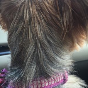 Meet your Posher, Zac