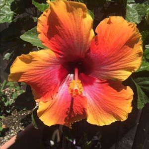 Meet your Posher, Jen