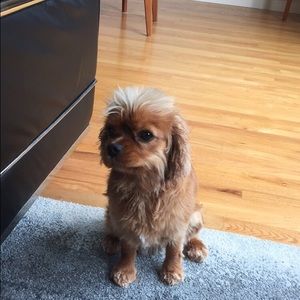 Meet your Posher, Eden