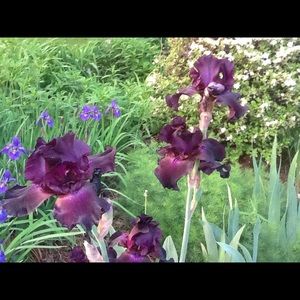 Meet your Posher, Jocelyn