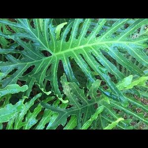 Meet your Posher, Daryl