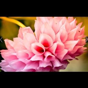 Meet your Posher, Tia