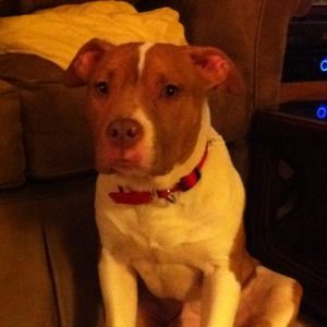 Meet your Posher, Janet