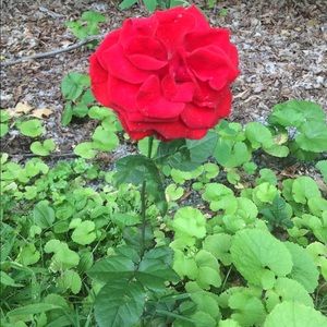 Meet your Posher, Valerie