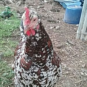 Meet your Posher, Lily