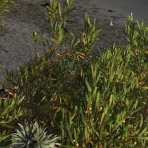 Meet your Posher, Ella