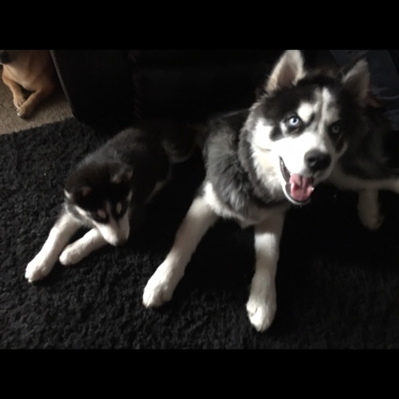 Meet your Posher, Rachel - Picture 1 of 1