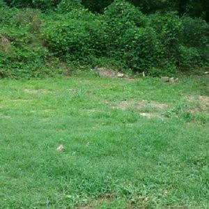 Meet your Posher, Frankie