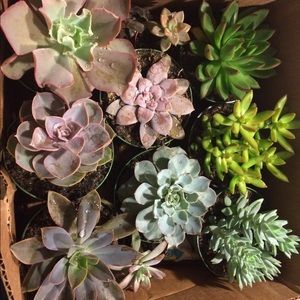 Meet your Posher, Annie