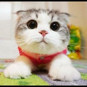 Meet your Posher, Veronica