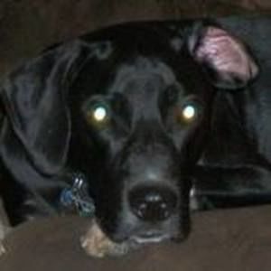 Meet your Posher, Paula