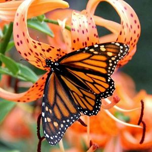 Meet your Posher, Brooklyn