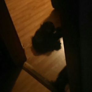 Meet your Posher, Kelli