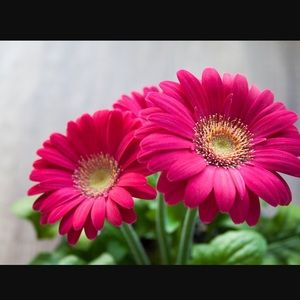 Meet your Posher, Camryn