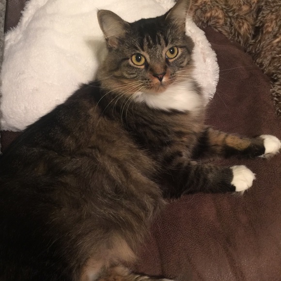 Meet your Posher, Holly