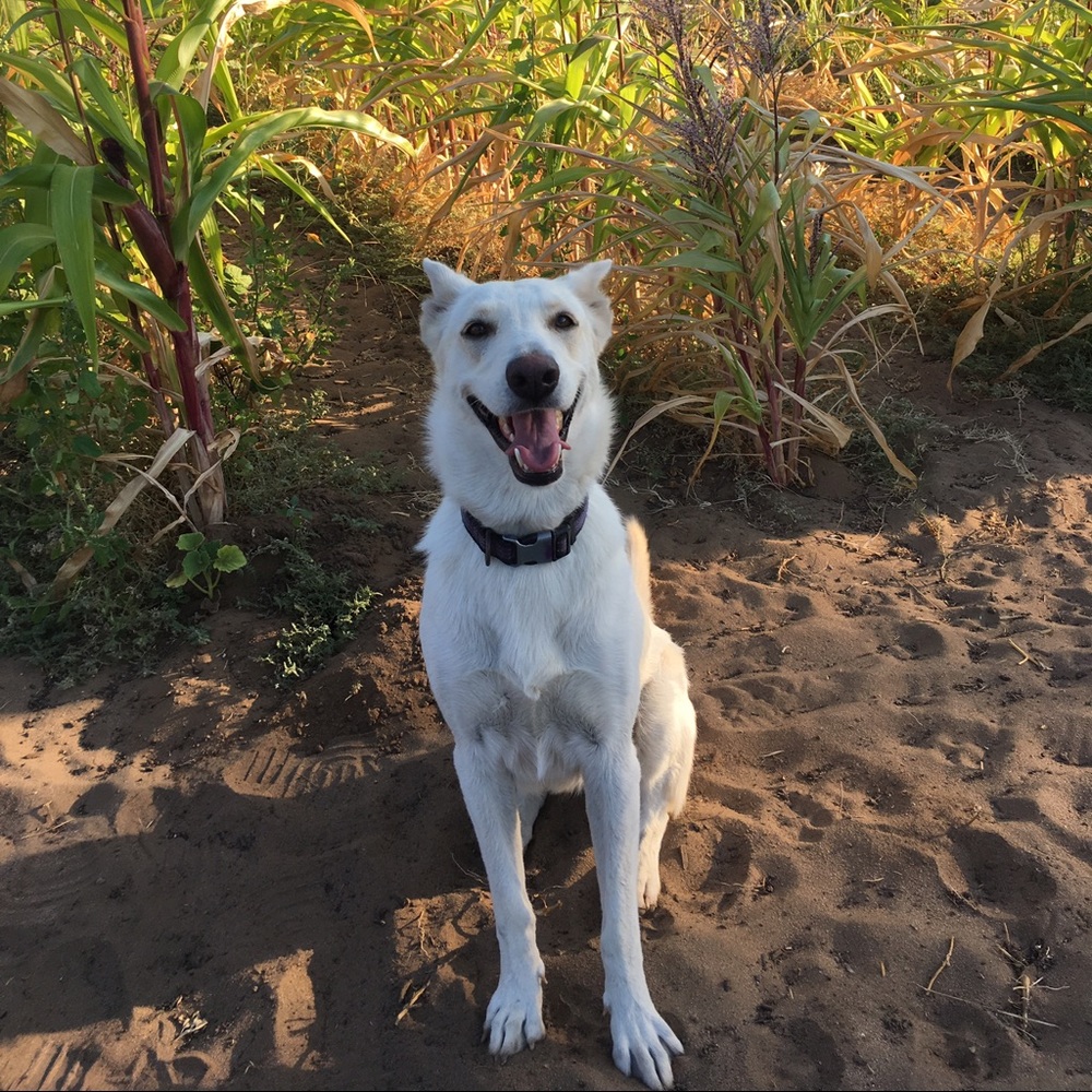 Meet your Posher, Regina