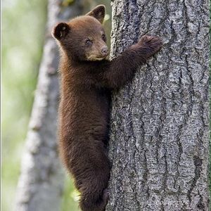 Meet your Posher, Priscilla