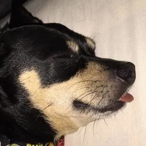 Meet your Posher, Coachie