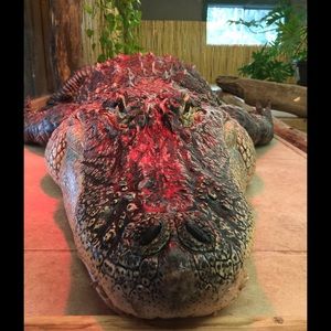 Meet your Posher, Rose