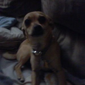 Meet your Posher, Alisa