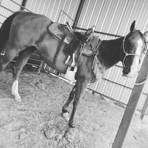 Meet your Posher, Hallie