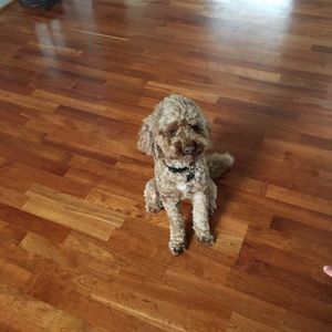 Meet your Posher, Ali