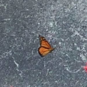 Meet your Posher, Brenda