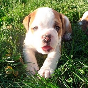 Meet your Posher, Lizzy