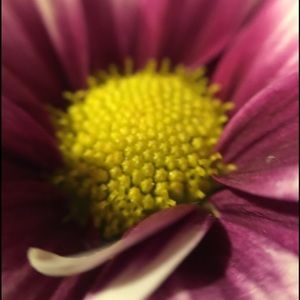 Meet your Posher, Marie