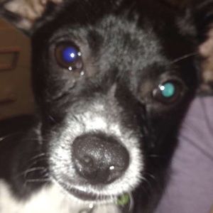 Meet your Posher, Piper