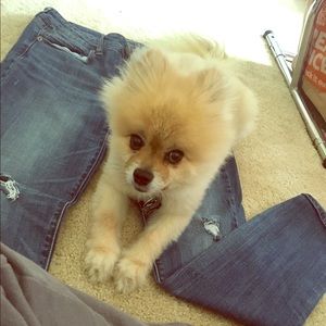 🐾 My little helper. 🐾