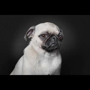 Meet your Posher, Daisy