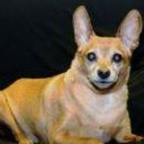 Meet your Posher, Tammy - Picture 1 of 1