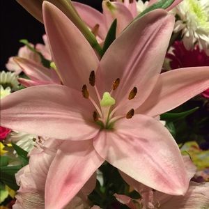 Meet your Posher, Sylvia