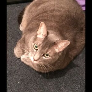 Meet your Posher, Joyce