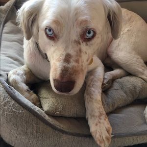 Meet your Posher, Leesa