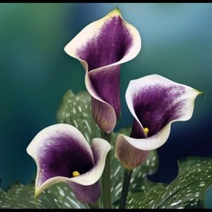 Meet your Posher, Felisa