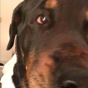 Meet your Posher, Bryce