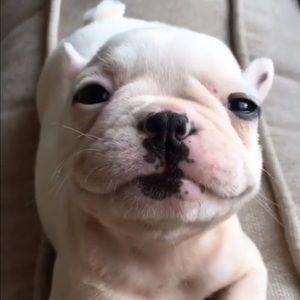 Meet your Posher, Bo