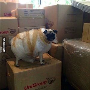 Meet your Posher, Lea