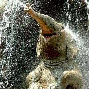 Meet your Posher, Penny