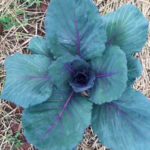 Meet your Posher, Vilena