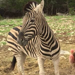 Meet your Posher, Isabel