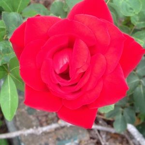 Meet your Posher, Tarshea