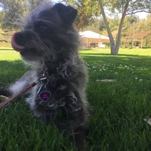 Meet your Posher, Sandy