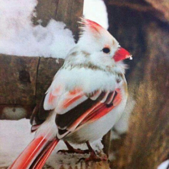 Meet your Posher, Sonya - Picture 1 of 1