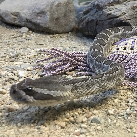 Meet your Posher, Sheila - Picture 3 of 4