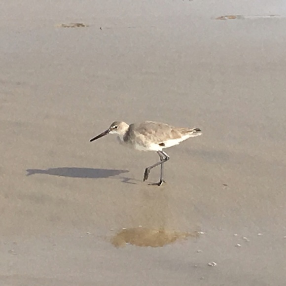 Meet your Posher, Sheila - Picture 4 of 4