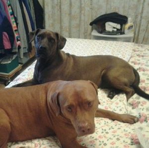 Meet your Posher, Denise