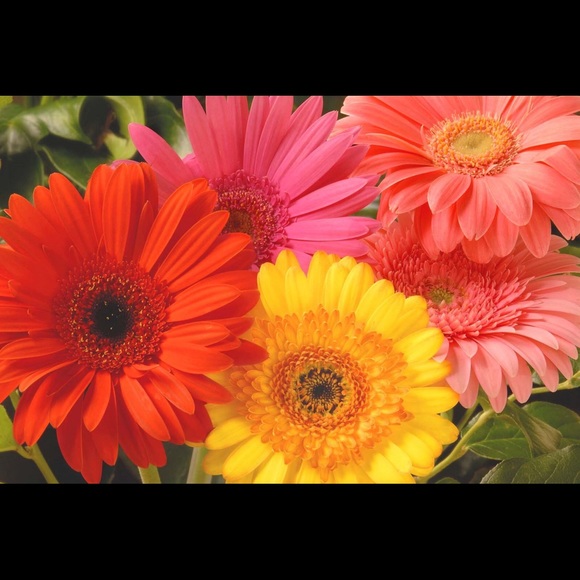 Meet your Posher, Desha